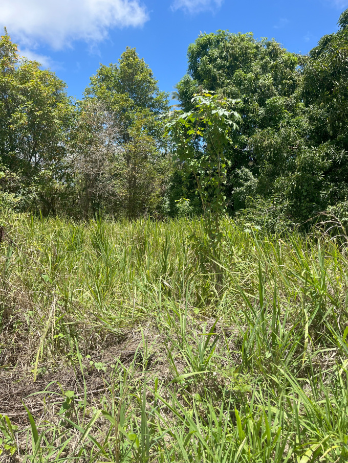 Offres de vente Terrain à batir Petit-Canal (97131)